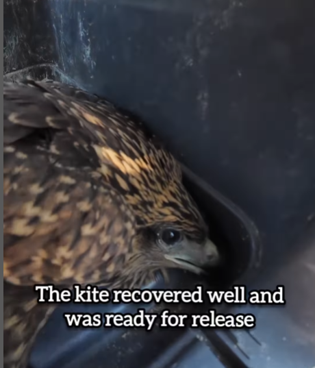 Read more about the article Kite Rescue