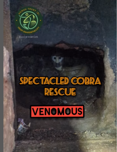 Read more about the article The Hidden Heat: Cobra in the Firewood Boiler