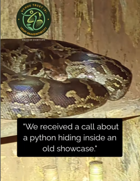 Read more about the article Python Rescue Story