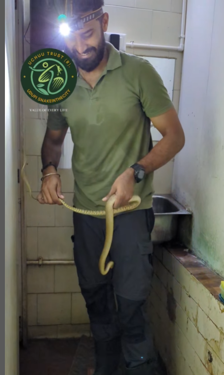 Read more about the article Rescue Alert: Snake in a Cloth Shop!