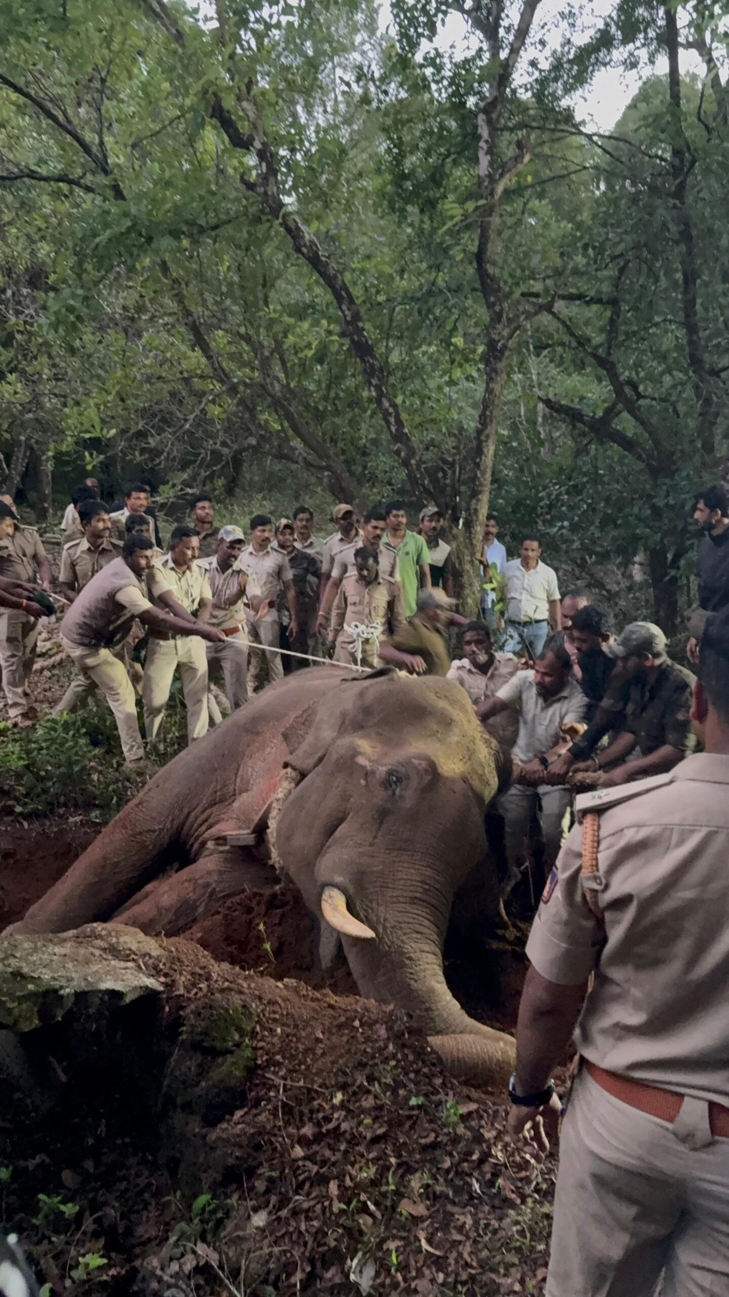 Read more about the article 🎯 Mission Accomplished: Elephant Tusker Relocated 🐘👑